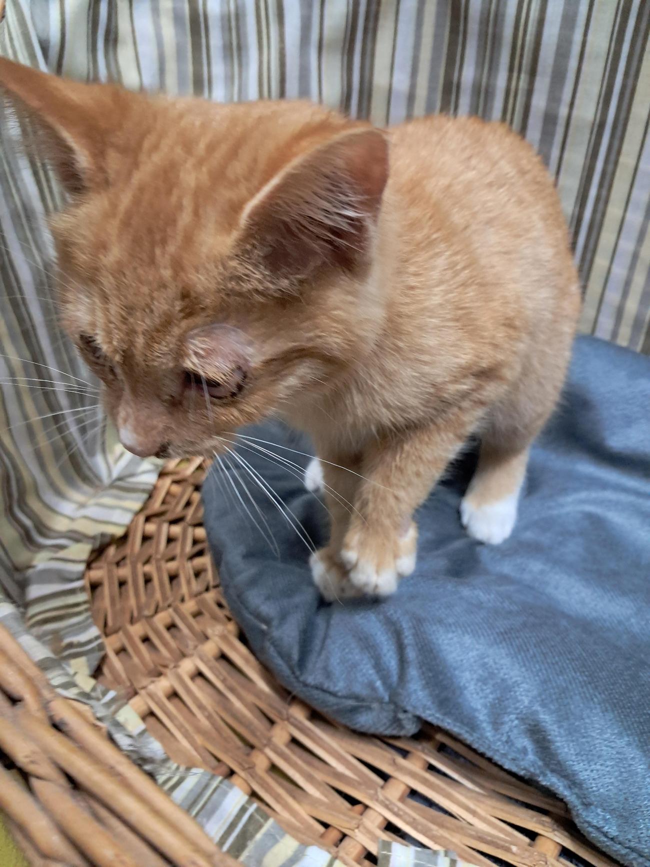 종료(자연사) 한국…